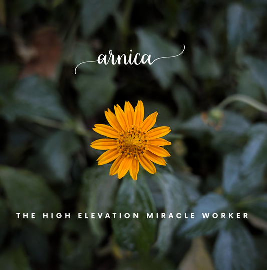 Arnica: A Mountain Miracle Worker