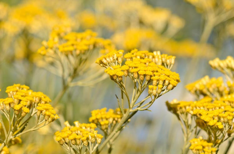 Helichrysum: The Golden Gem of Skincare