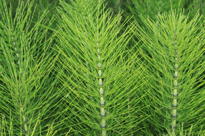 Horsetail Extract: Nature’s Secret for Healthy, Glowing Skin